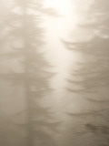 Coast Redwood Trees  Sequoia Sempervirens  in Fog