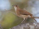 A Rufous Hornero  Furnarius Rufus  Perched on a Tree Branch