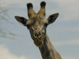 A Giraffe in the Okavango Delta Area of Botswana