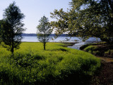 Pond Cypress Trees Growing Along the Shore of Kentucky Lake
