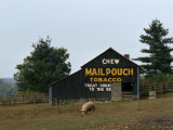 A Pig Forages Outside a Barn with Tobacco Advertising