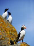 The Shaint Islands are Breeding Grounds for Puffins