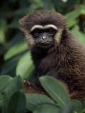 Agile Gibbon  Hylobates Agilis  in a Giant Strangler Fig Tree