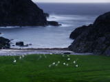 A Flock of Sheep Graze on Seaweed on Iona's Beach
