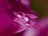 Close View of Water Droplets on a Pink Peony Flower
