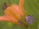 Close Up of an Ant on a Bluebell with a Western Red Lily Behind