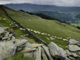 Sheep Grazing on the Sloping Pastures of a Verdant Landscape