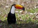 Portrait of a Toco Toucan  Ramphastos Toco  on the Ground