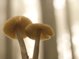 Witch's Hat Mushrooms  Hygrophorus Conicus  Common in Redwood Forests