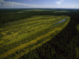 Vegetation Varies Within a Perched Basin  a Wetland in the Peace-Athabasca Delta