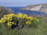 Endemic Giant Coreopsis  Coreopsis Gigantea  at Chinese Harbor