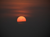 A Bird Silhouetted Against the Sun at Sunset