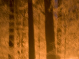 Artistic Shot of Snow and Trees in Yosemite Valley