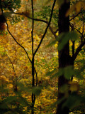 Grape Vines and Trees in Autumn Hues