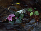Catawba Rhododendron Blossom in a Mountain Stream in Hanging Rock State Park  North Carolina