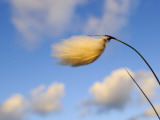 Common Cotton Grass on North Uist
