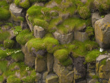 The Basalt Cliffs of Staffa Offer Terraced Perches for Seabirds