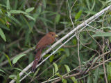 Portrait of a Little Cuckoo  Playa Minuta  Perched in a Tree