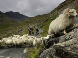 A Sheep Herd and Herders