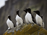 The Shaint Islands are Breeding Grounds for Razorbills
