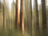 Two Giant Sequoias Capture the Light in the Merced Grove in Yosemite