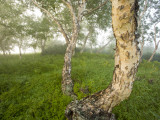 A Green Grove in Kronotsky Nature Reserve's Uzon Caldera