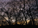 Sunset Through Silhouetted Trees