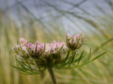 Flowers Growing in Soil Formed by Shell Sand Blown from the Beach