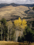 Beyond Evergreens and Aspens  Grasslands Slope North to Yellowstone's Buffalo Plateau