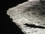 An Alligator on the Beach