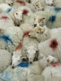 A Flock of Sheep with Dye Markings