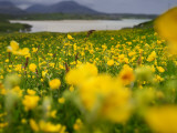A Field of Yellow Wildflowers Near Uig Bay