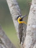 Portrait of a Campo Flicker  Colaptes Campestris  on a Tree Trunk