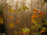 Maple Saplings with Hints of Autumn Color