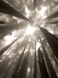 Coast Redwood Trees  Sequoia Sempervirens  in Fog