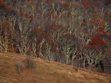 View of Max Patch in Autumn from the Appalachian Trail