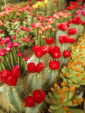 Flowering Cactus Plants for Sale at a Street Market