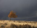 A Lone Tree under a Stormy Sky on the Tavaputs Plateau  Utah