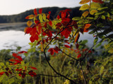 Scarlet Sumac Branches Along the Shores of Hematite Lake