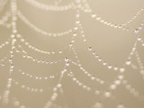 Dew on a Spider Web