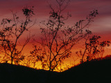 Silhouetted Tree and Blazing Sky at Sunset over Blue Ridge Mountains