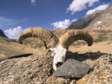 Offerings of a Mani Stone and Sheep Horns and Skull at Mount Kailash