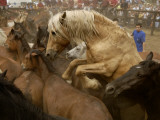 Corraled Wild Horses at La Rapa Das Bestas Festival