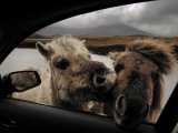 Wild Moor Ponies Poke their Heads into a Car