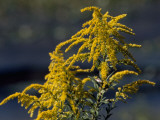 Close Up of Goldenrod Flowers