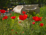 Poppies Grow around an Ancient Ionic Capital Near the Benaki Museum