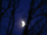 Moonrise Through Silhouetted Tree Branches