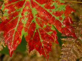 Close View of a Red Maple Leaf on Franey Mountain in Cape Breton Highlands National Park
