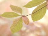 Close Up of Pacific Dogwood Leaves in Yosemite Valley Shot in Autumn