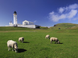 Sheep Graze in a Lush Pasture Near a Lighthouse